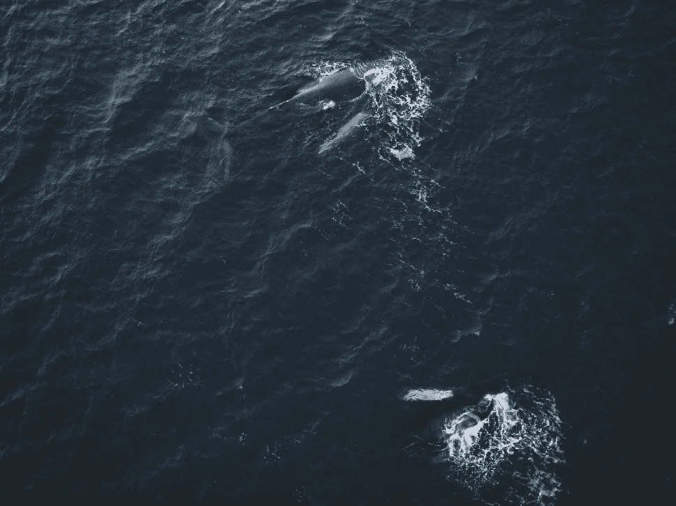 За китами на Кольский - фото 14