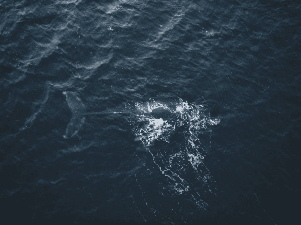 На поиски китов! - фото 1