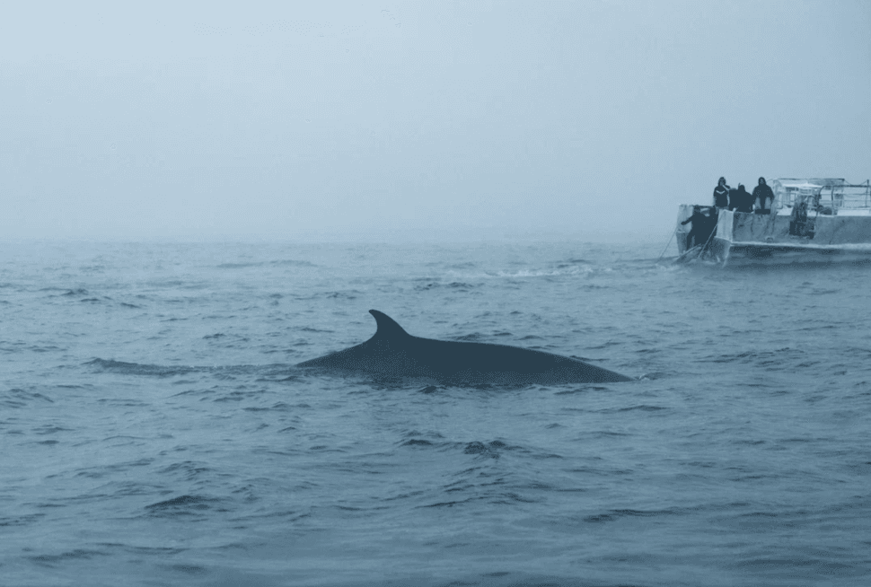 На поиски китов! - фото 2