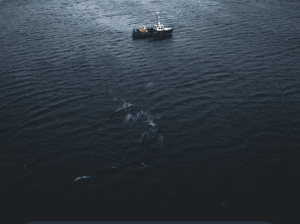 На поиски китов! - фото 3