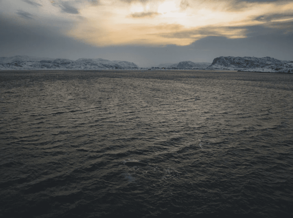 На поиски китов! - фото 5