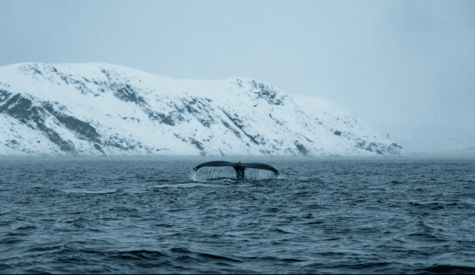 На поиски китов! - фото 6