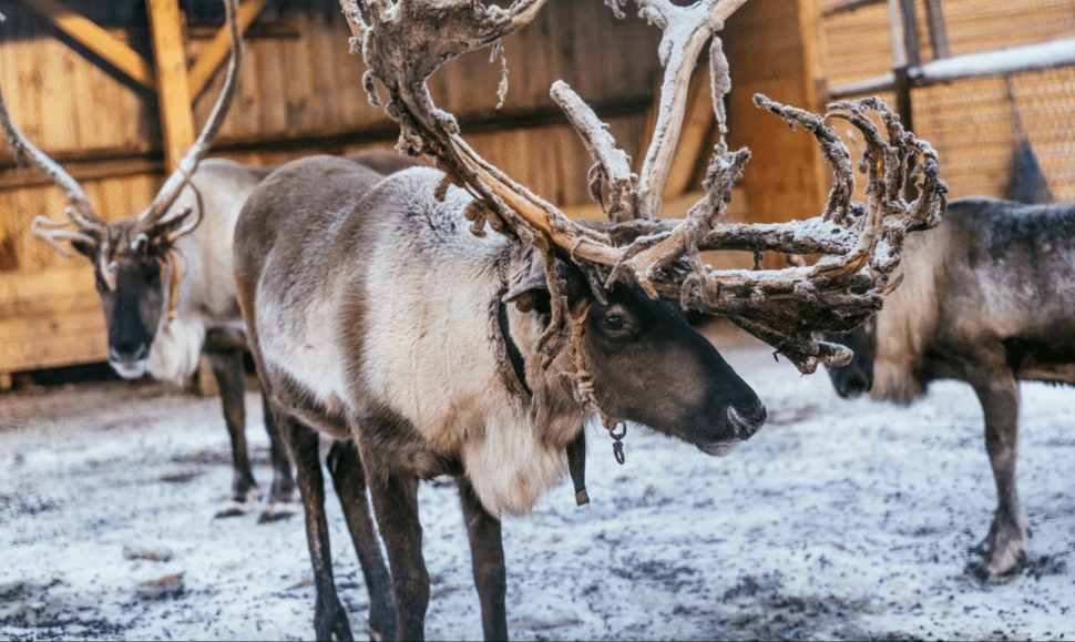 Кругосветное путешествие по Кольскому: от Баренцева до Белого - фото 17