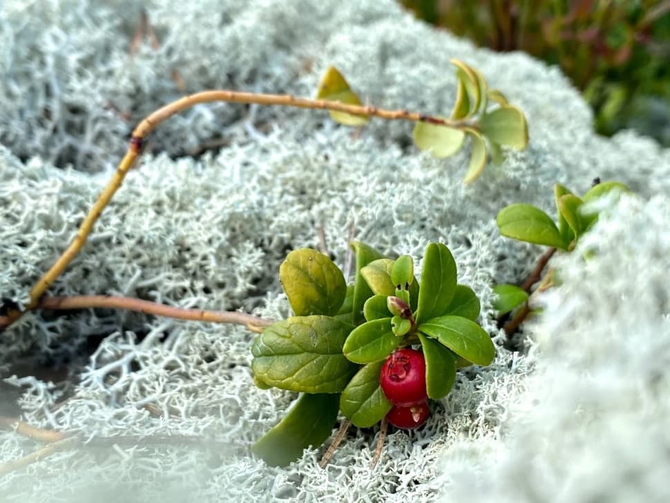 Ладожские шхеры - жемчужина Карелии. Байдарочный поход с трансфером из Петербурга - фото 9