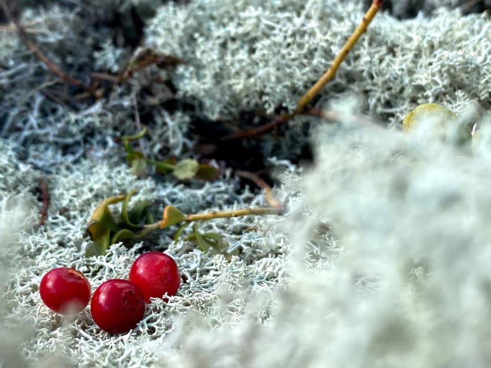 Ладожские шхеры - жемчужина Карелии. Байдарочный поход с трансфером из Петербурга - фото 14