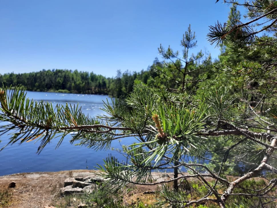 Скальные озера Карелии. Пеший поход с палатками из Санкт-Петербурга - фото 6