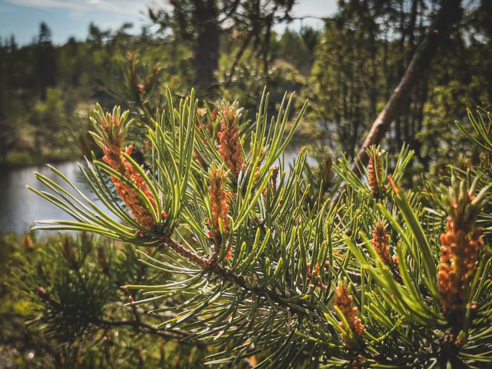 Скальные озера Карелии. Пеший поход с палатками из Санкт-Петербурга - фото 7