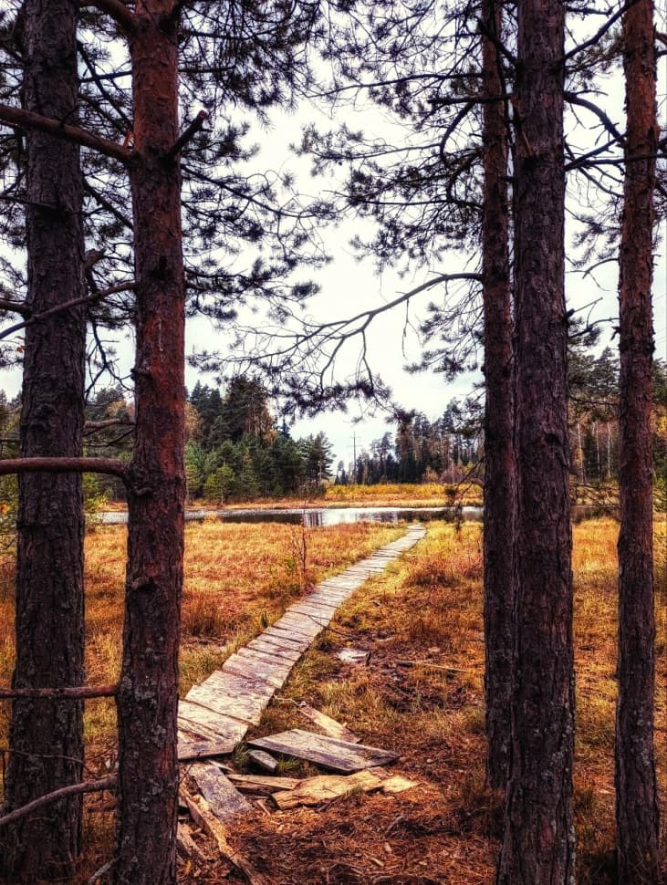 Звенигородский заказник и карьер Сима. Однодневный поход в Подмосковье - фото 11