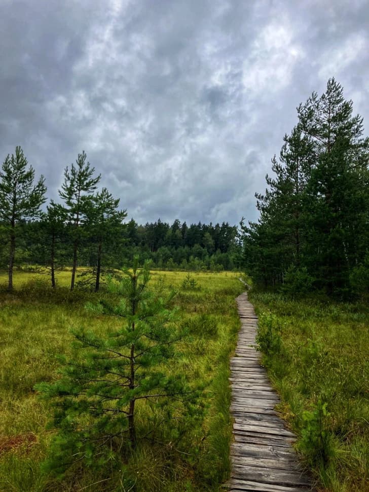 Звенигородский заказник и карьер Сима. Однодневный поход в Подмосковье - фото 12