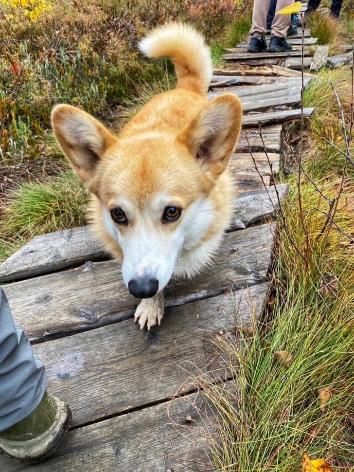 Звенигородский заказник и карьер Сима. Однодневный поход в Подмосковье - фото 14