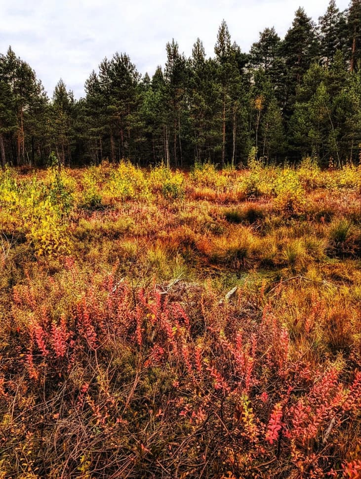 Звенигородский заказник и карьер Сима. Однодневный поход в Подмосковье - фото 15