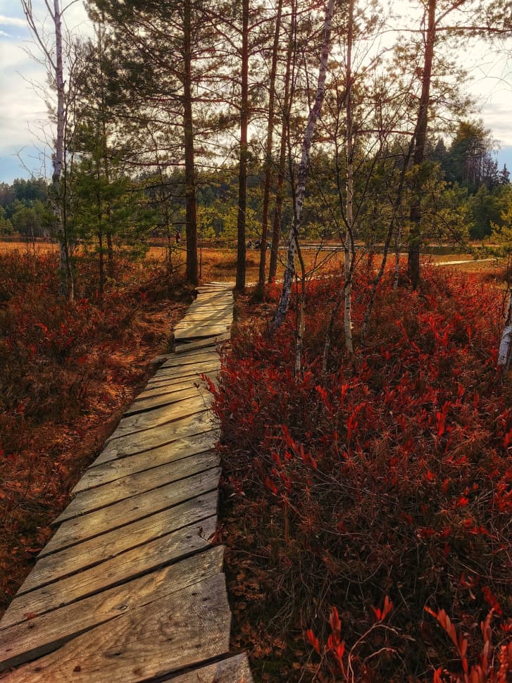 Звенигородский заказник и карьер Сима. Однодневный поход в Подмосковье - фото 24