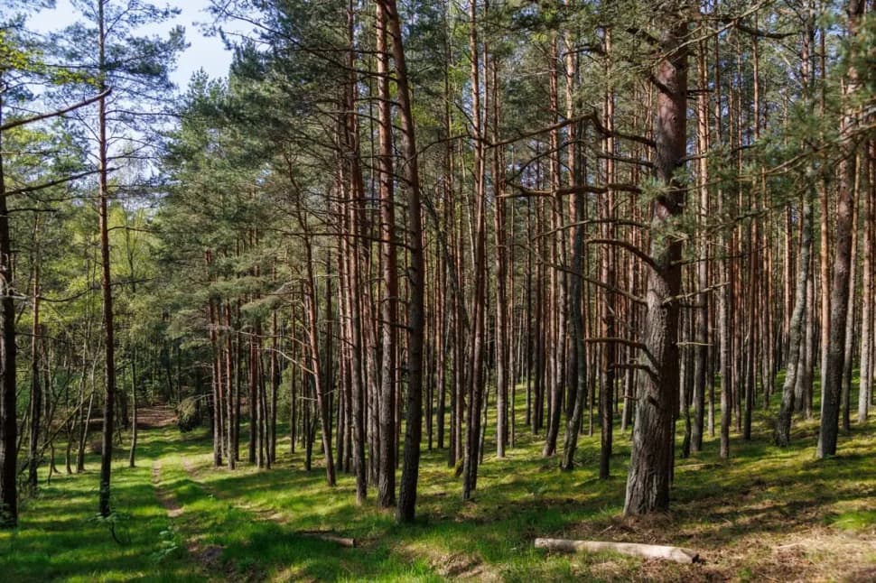 БАЛТИЙСКИЙ ЭКСПРЕСС НА 6 ДНЕЙ - фото 18