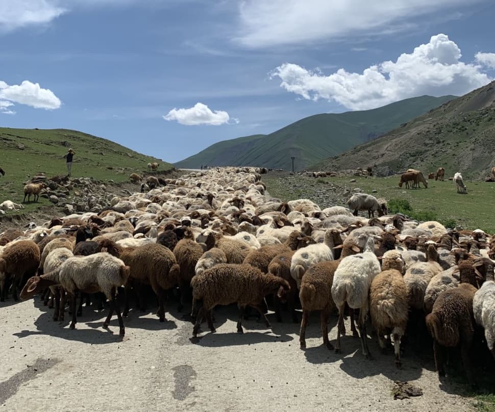 «Две столицы Кавказа – от Баку до Тбилиси» - фото 5