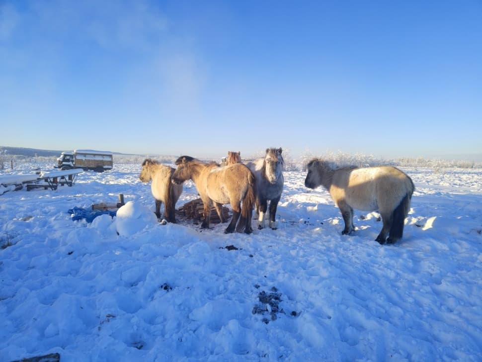 Путешествие на Полюс Холода (Зимний Оймякон) - фото 1