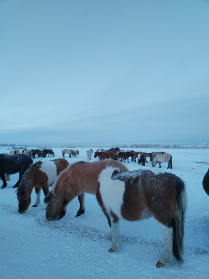 Путешествие на Полюс Холода (Зимний Оймякон) - фото 27