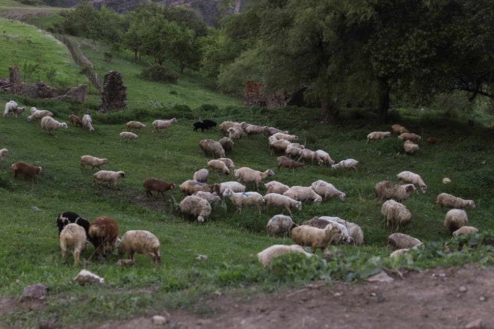 Нагорный Дагестан за 4 дня - фото 23