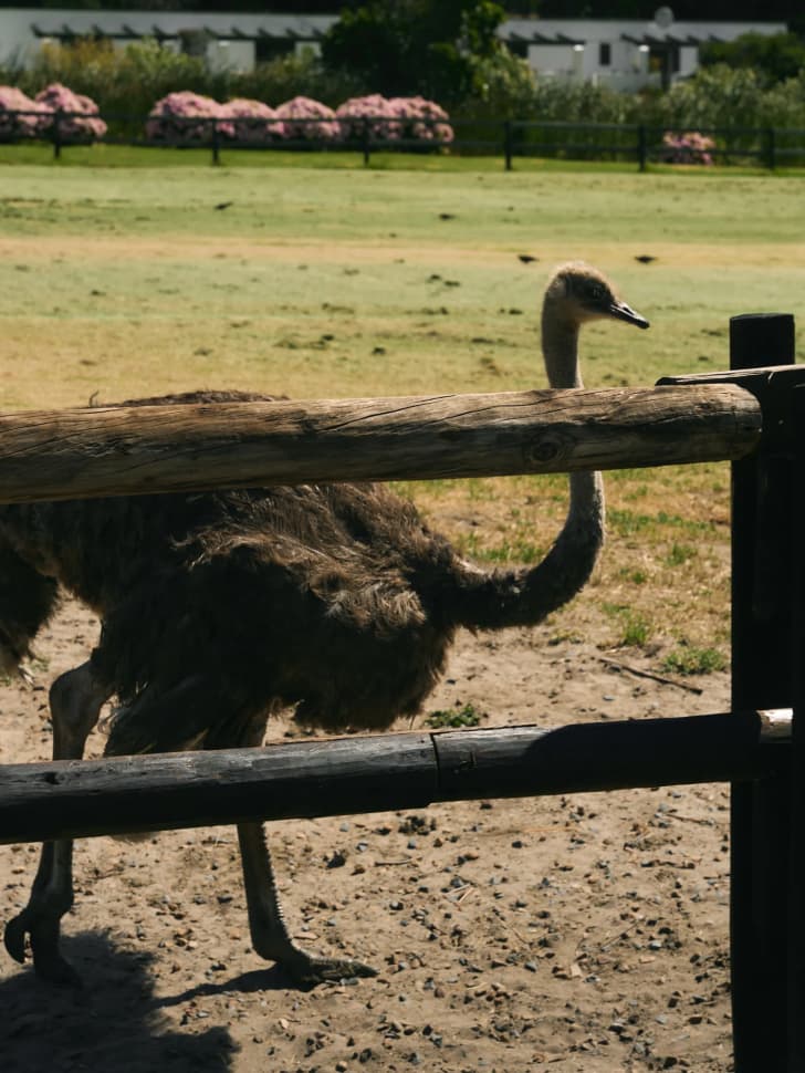 Авторский тур в Юар, Кейптаун - фото 2