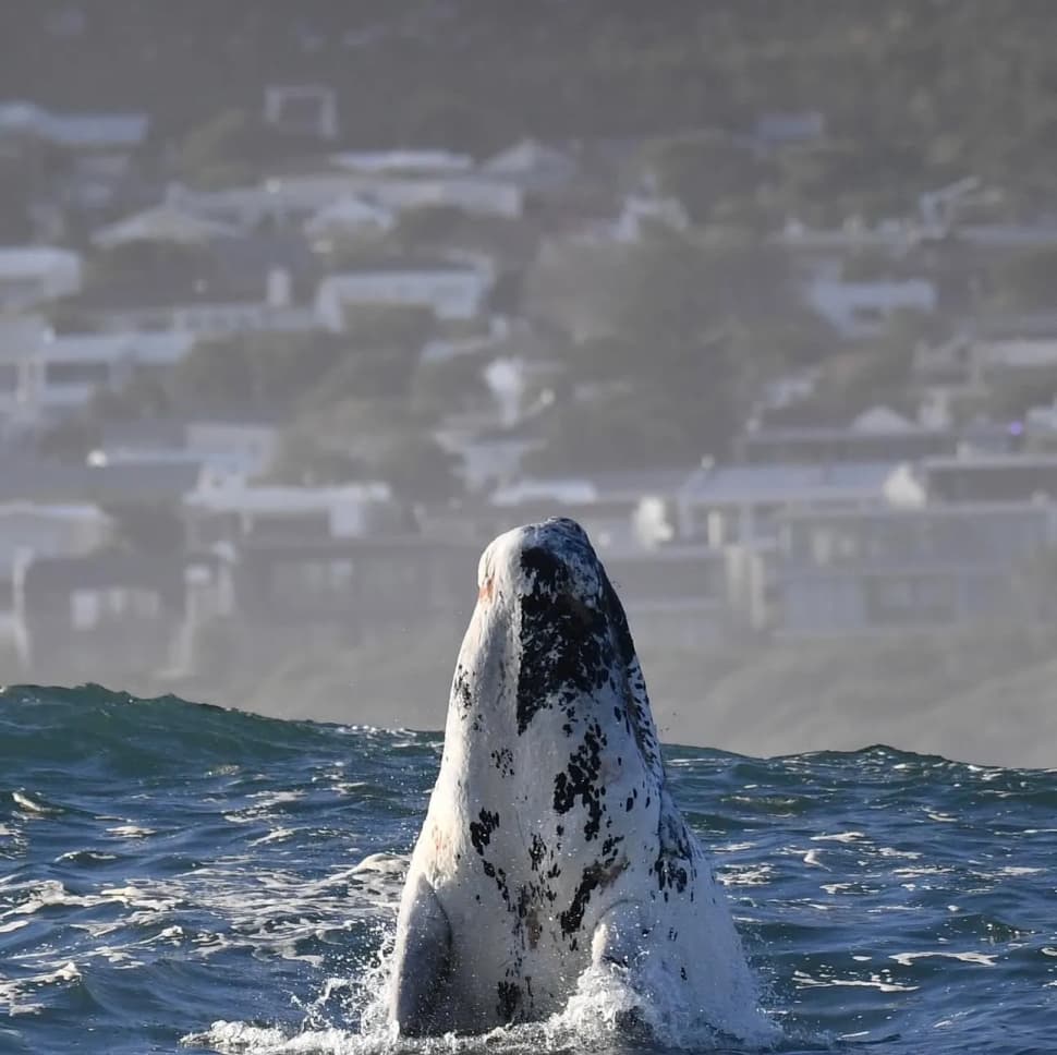 Авторский тур в Юар, Кейптаун - фото 5