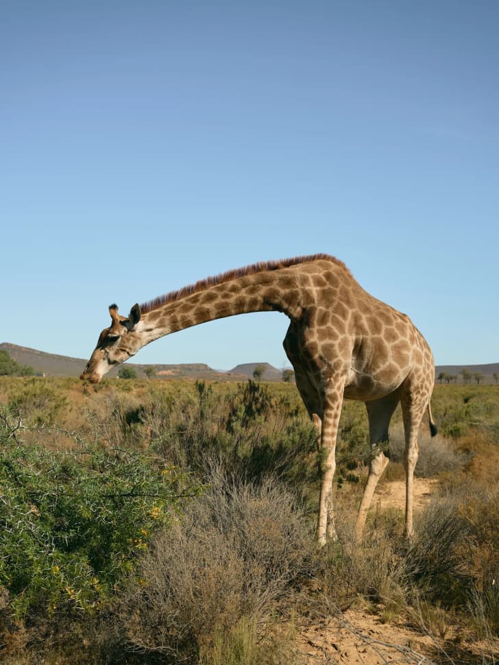 Авторский тур в Юар, Кейптаун - фото 36