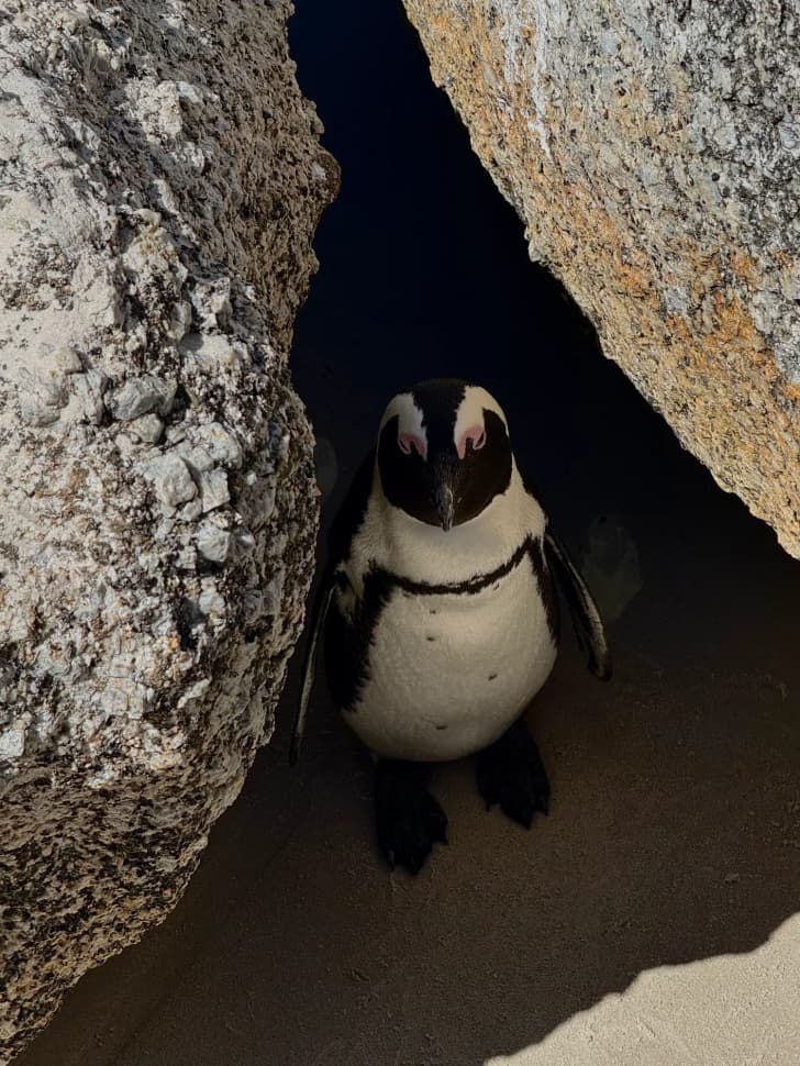 Авторский тур в Юар, Кейптаун - фото 38