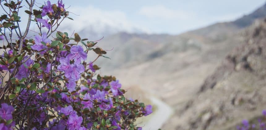 На Семинский перевал за энергией кедра и алтайскими сувенирами (экскурсия с с. Манжерок) - фото 2