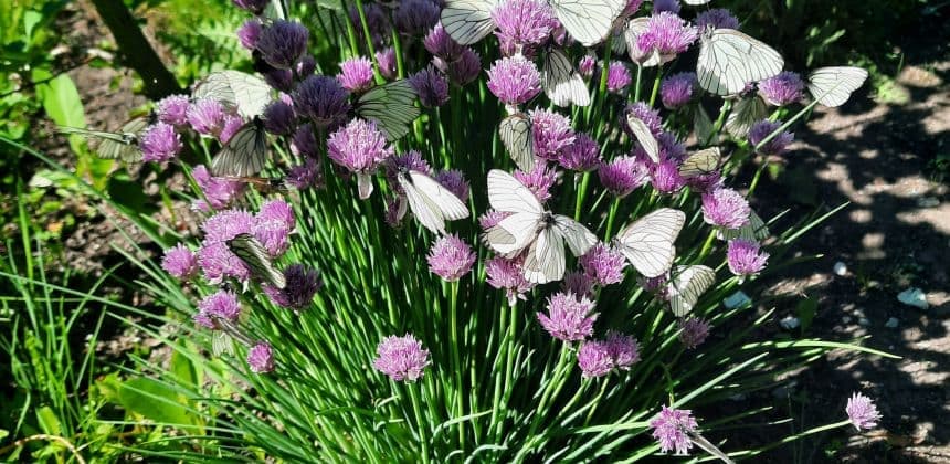 Ботанический сад ( экскурсия с баз от с. Барангол до с. Чемал ) - фото 1