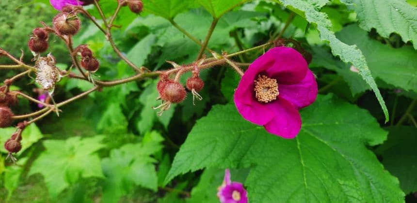 Ботанический сад ( экскурсия с баз от с. Барангол до с. Чемал ) - фото 2