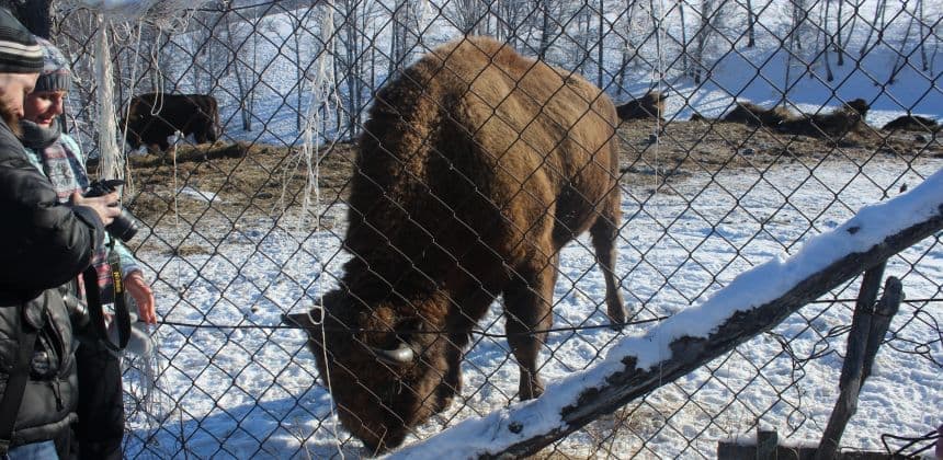 В гости к зубрам ( экскурсия с баз от с. Барангол до с. Чемал ) - фото 3