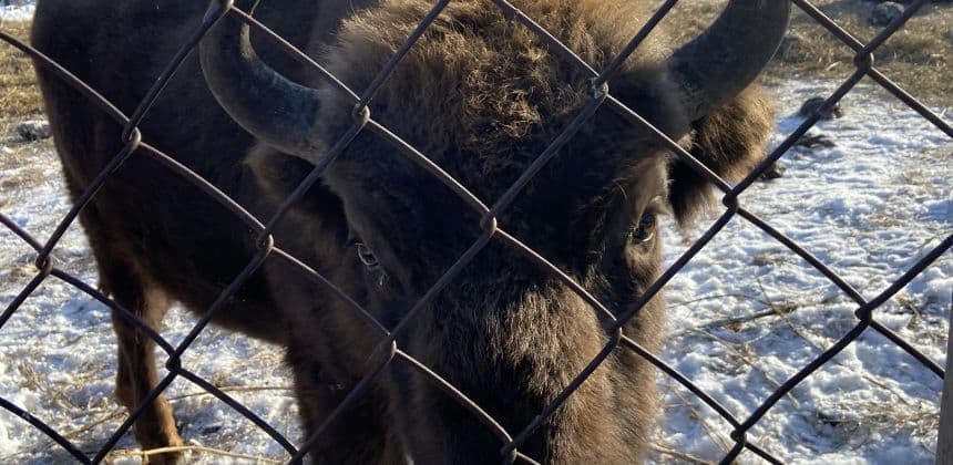 В гости к зубрам ( экскурсия с баз от с. Барангол до с. Чемал ) - фото 1