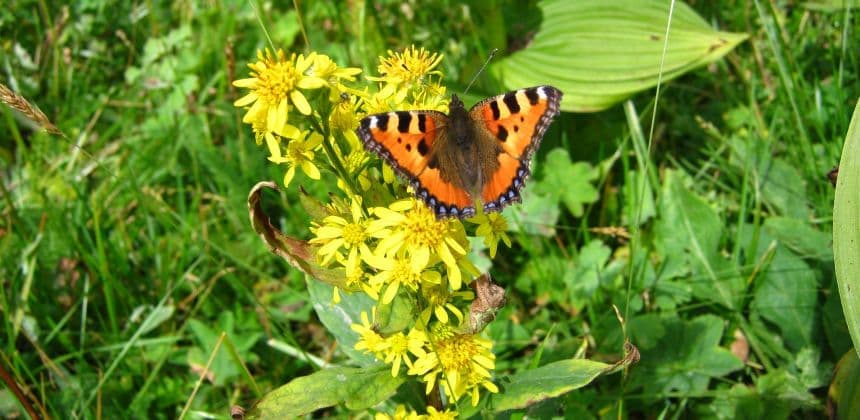 Ботанический сад ( экскурсия с баз от с. Барангол до с. Чемал ) - фото 5