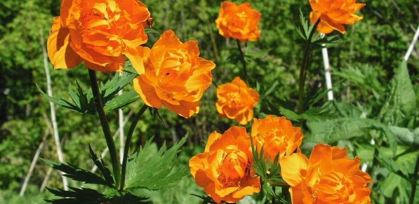 Описание экскурсии