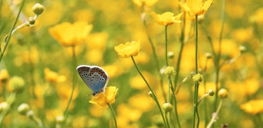Ботанический сад ( экскурсия с баз от с. Барангол до с. Чемал ) - фото 3