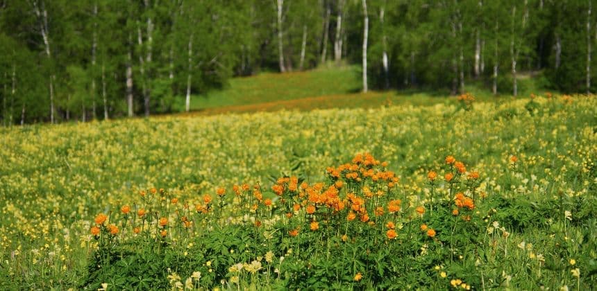 Серебряный родник ( экскурсия с баз от с. Барангол до с. Чемал ) - фото 1