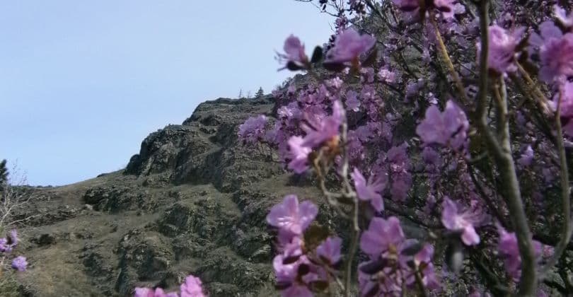 По Чемальскому тракту до водопада Бельтертуюк (экскурсия для баз в районе с. Манжерок) - фото 5