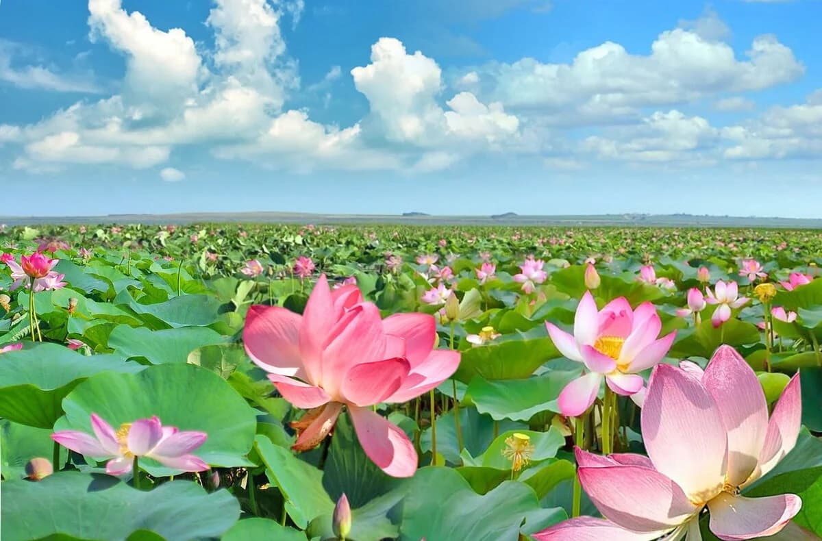 ЛОТОСЫ+ АЗОВСКОЕ МОРЕ - фото 1