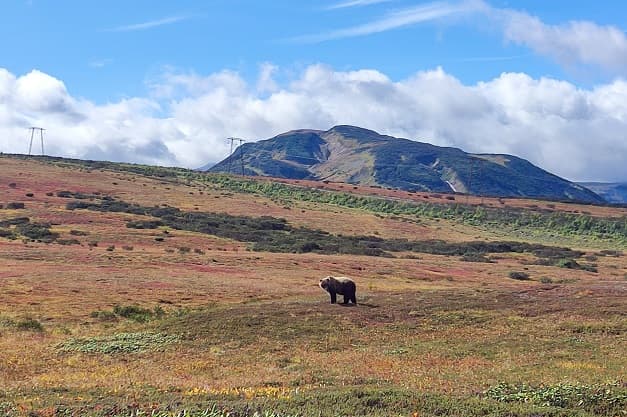 Камчатка: вулканы, гейзеры и Тихий океан - фото 9