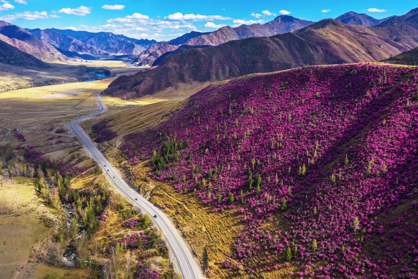 Весна на Алтае. Цветущие горы. 5 дней - фото 1
