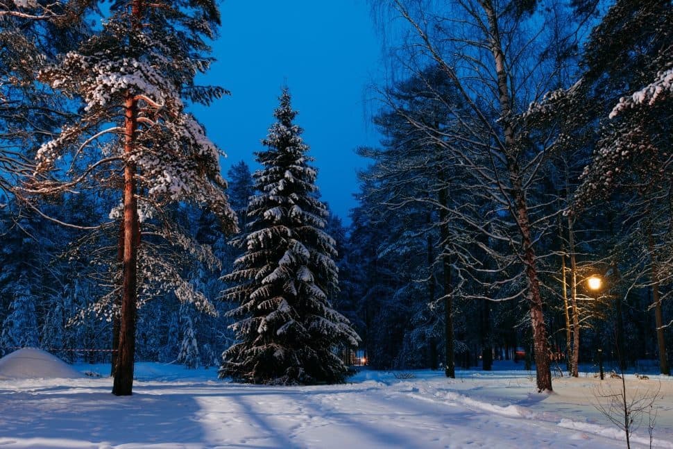 Зимнее волшебство в парк-отеле «Хвоя. Карелия» - фото 17