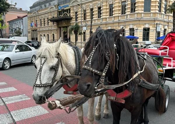 Грузия + Турция: Тбилиси — Батуми — Трабзон (7 дней) - фото 7