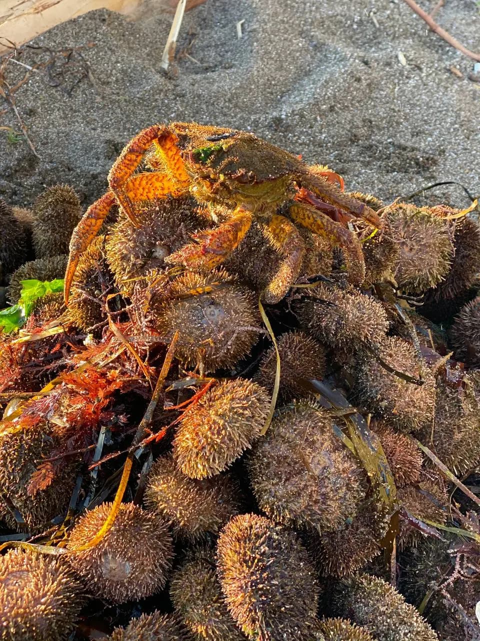 Гастрономическая экскурсия «Охота на морского ежа» - фото 9