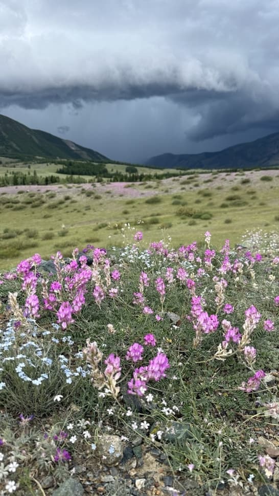 Алтай - фото 5