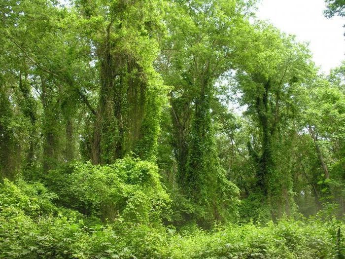Самурский лес