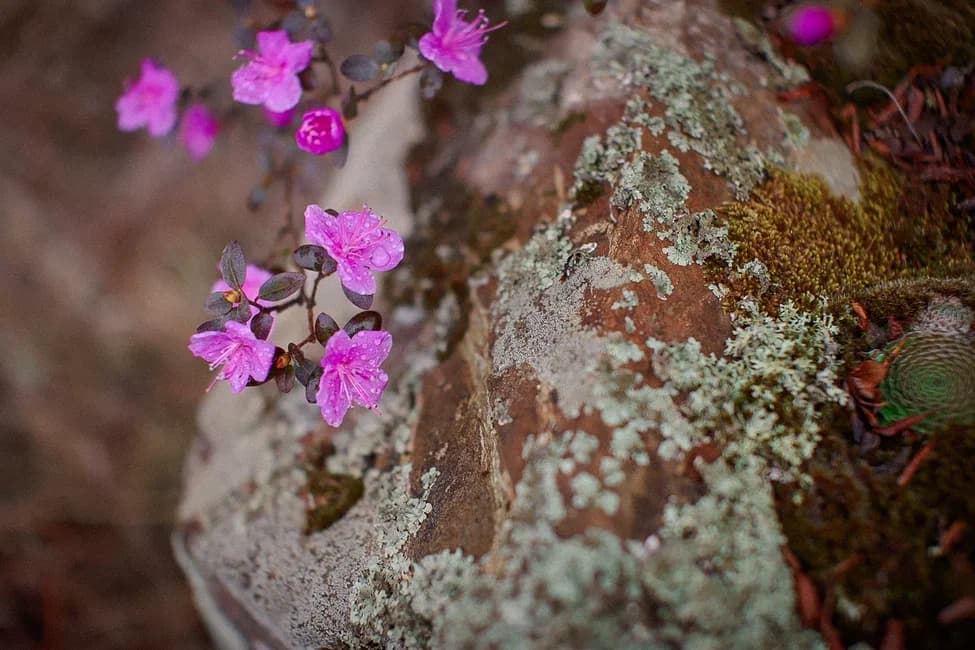 Автотур «Цветение маральника 4 дня» - фото 9