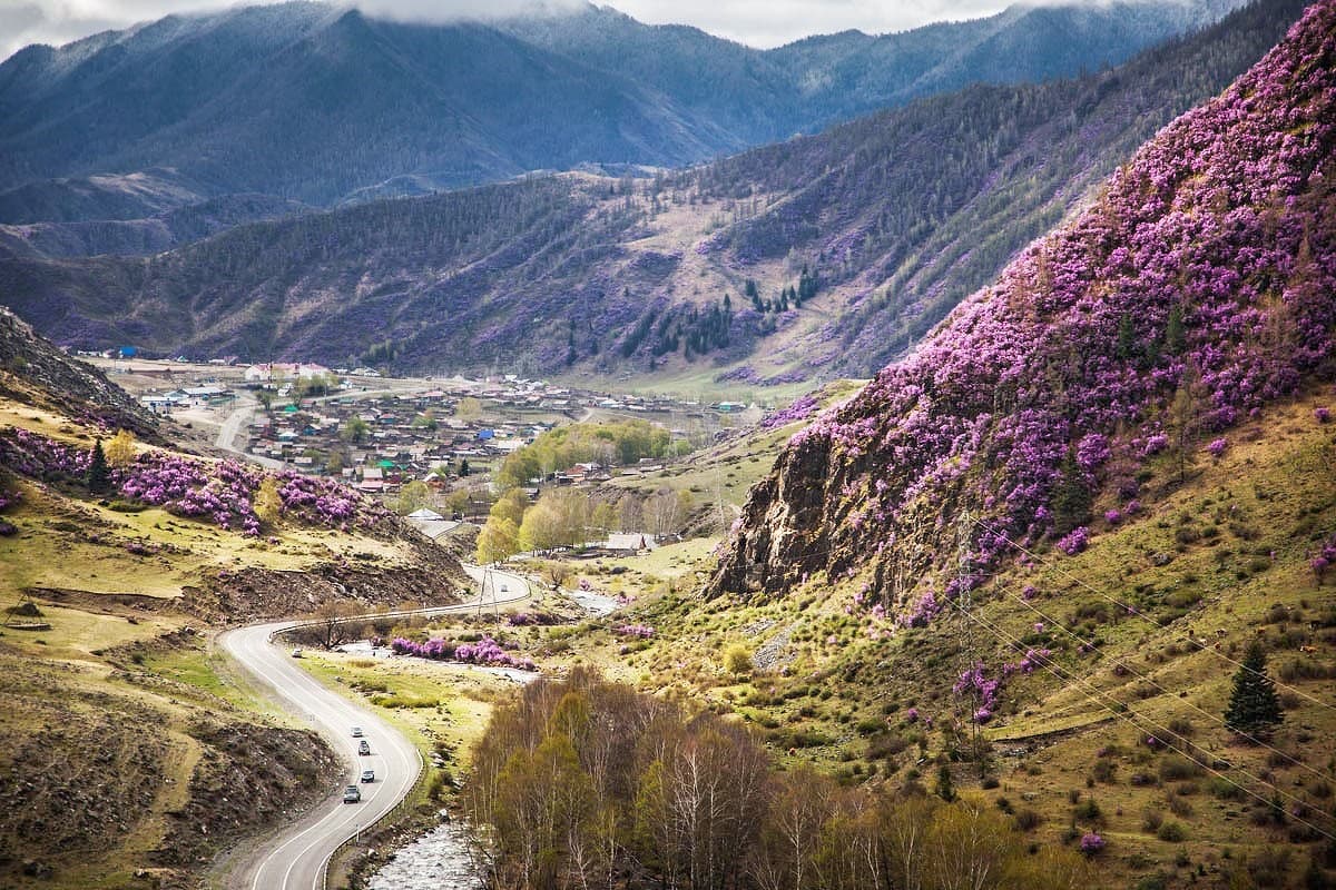 Весна на Алтае. Цветущие горы. - фото 1