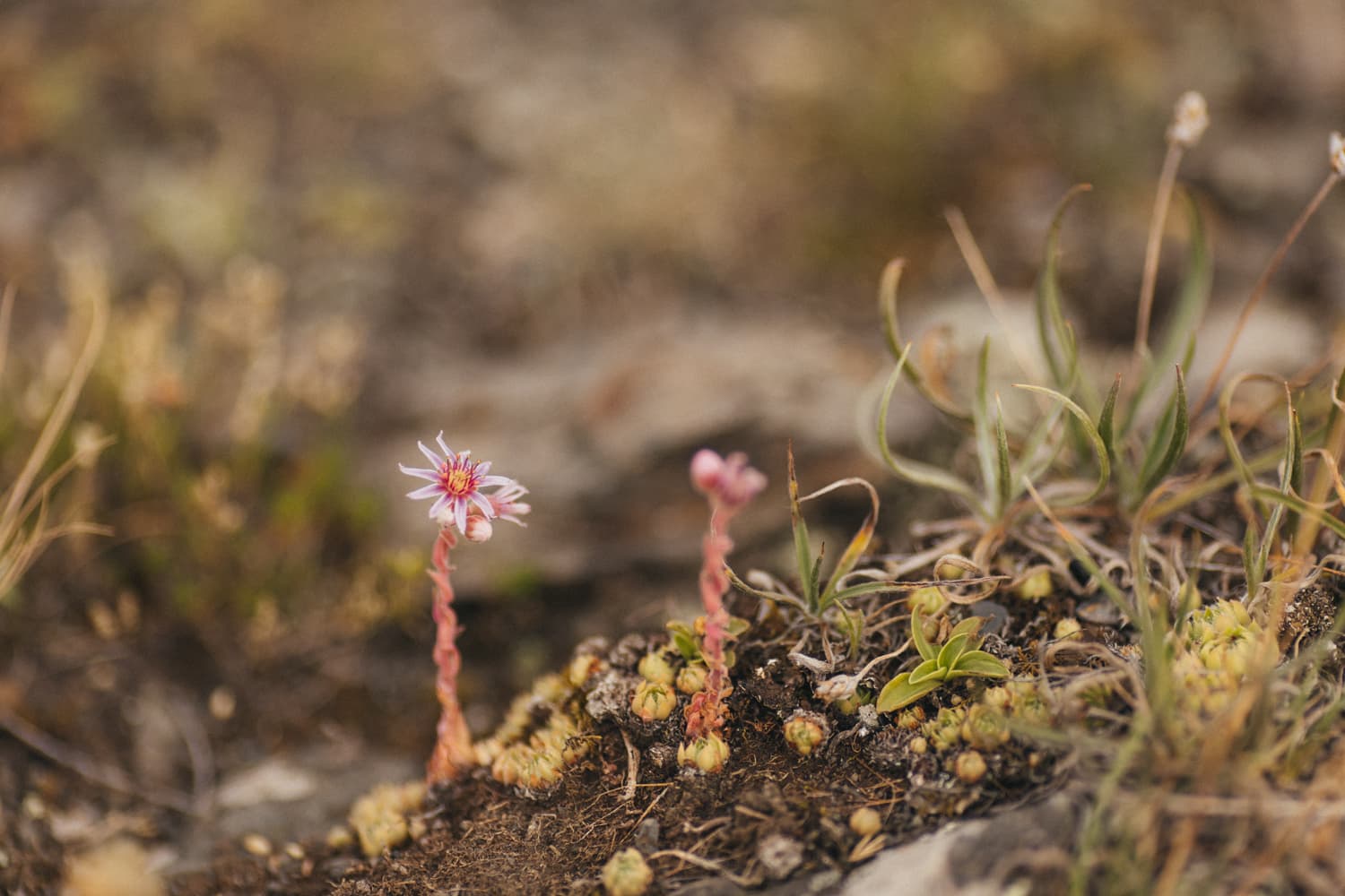 Северная Осетия с собакой - фото 5