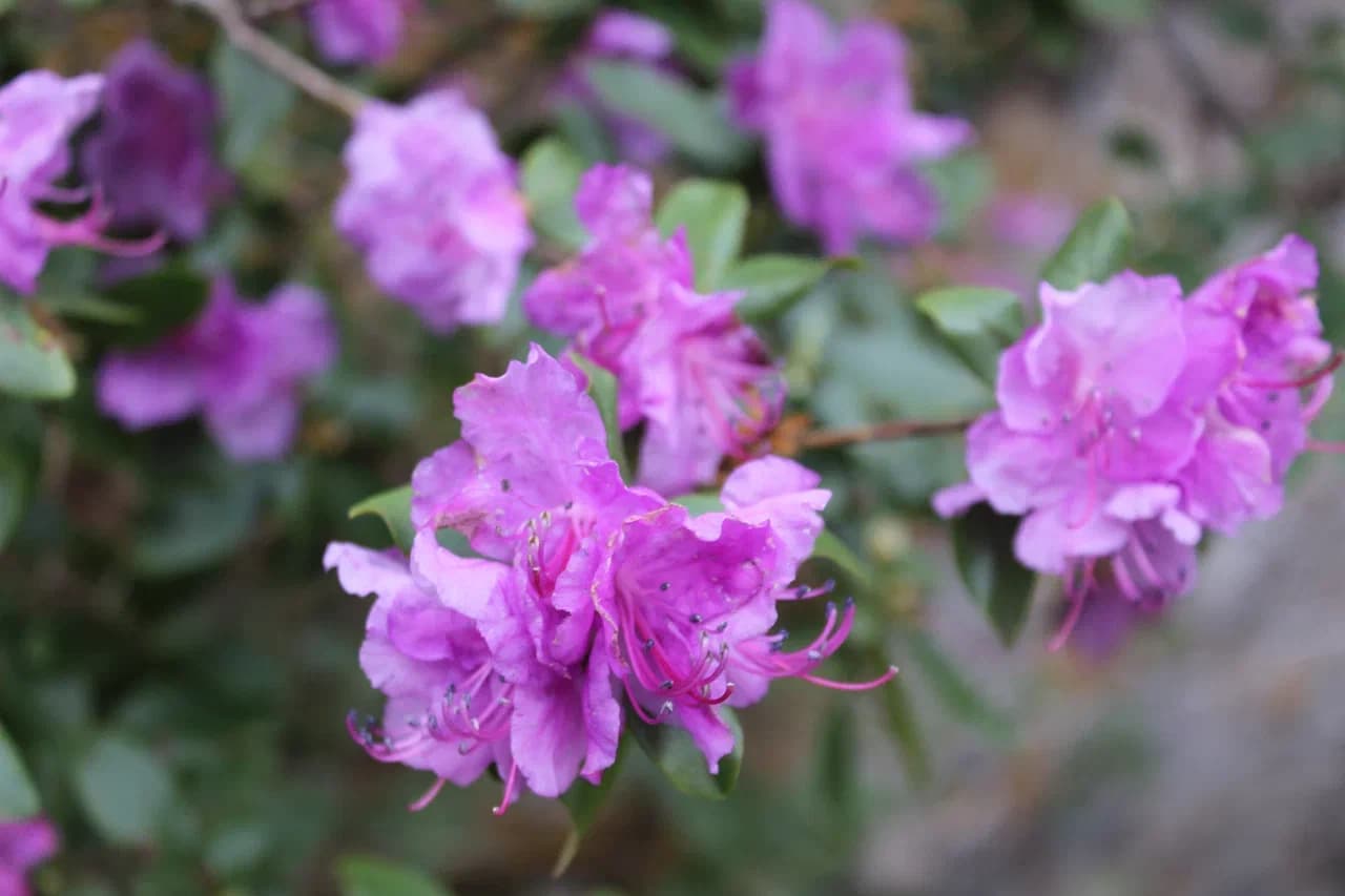 Цветение маральника на бирюзовой катуни - фото 1