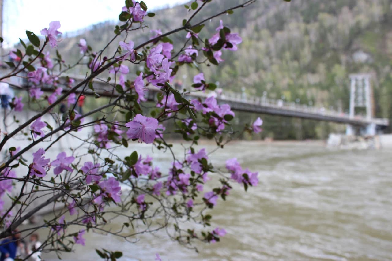 Цветение маральника на бирюзовой катуни - фото 2