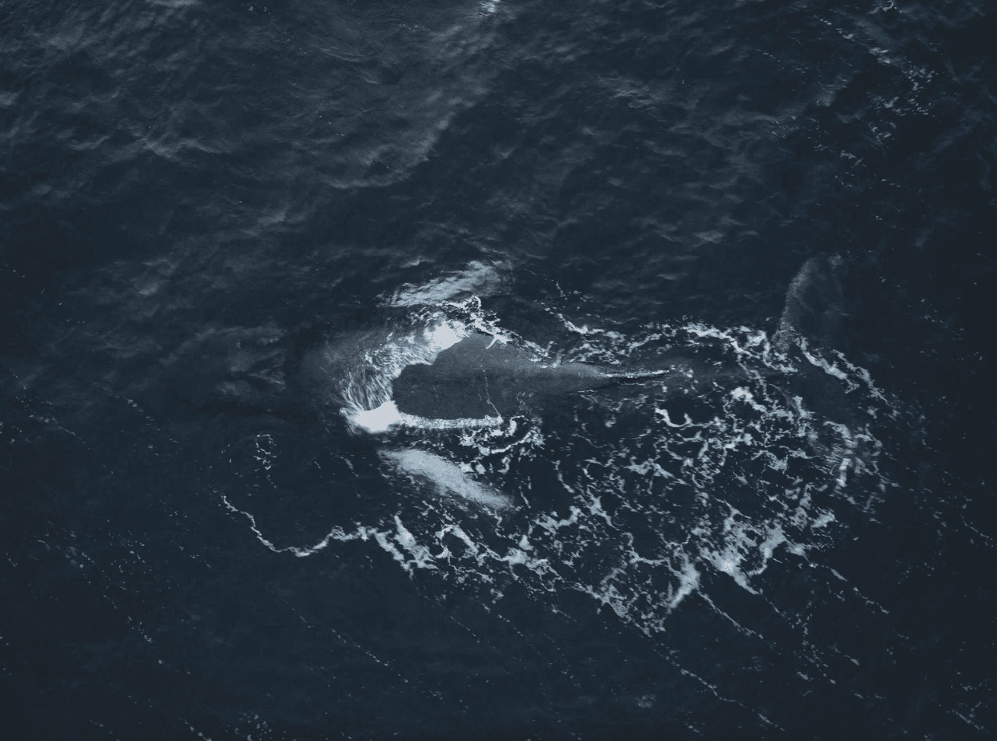 На поиски китов!