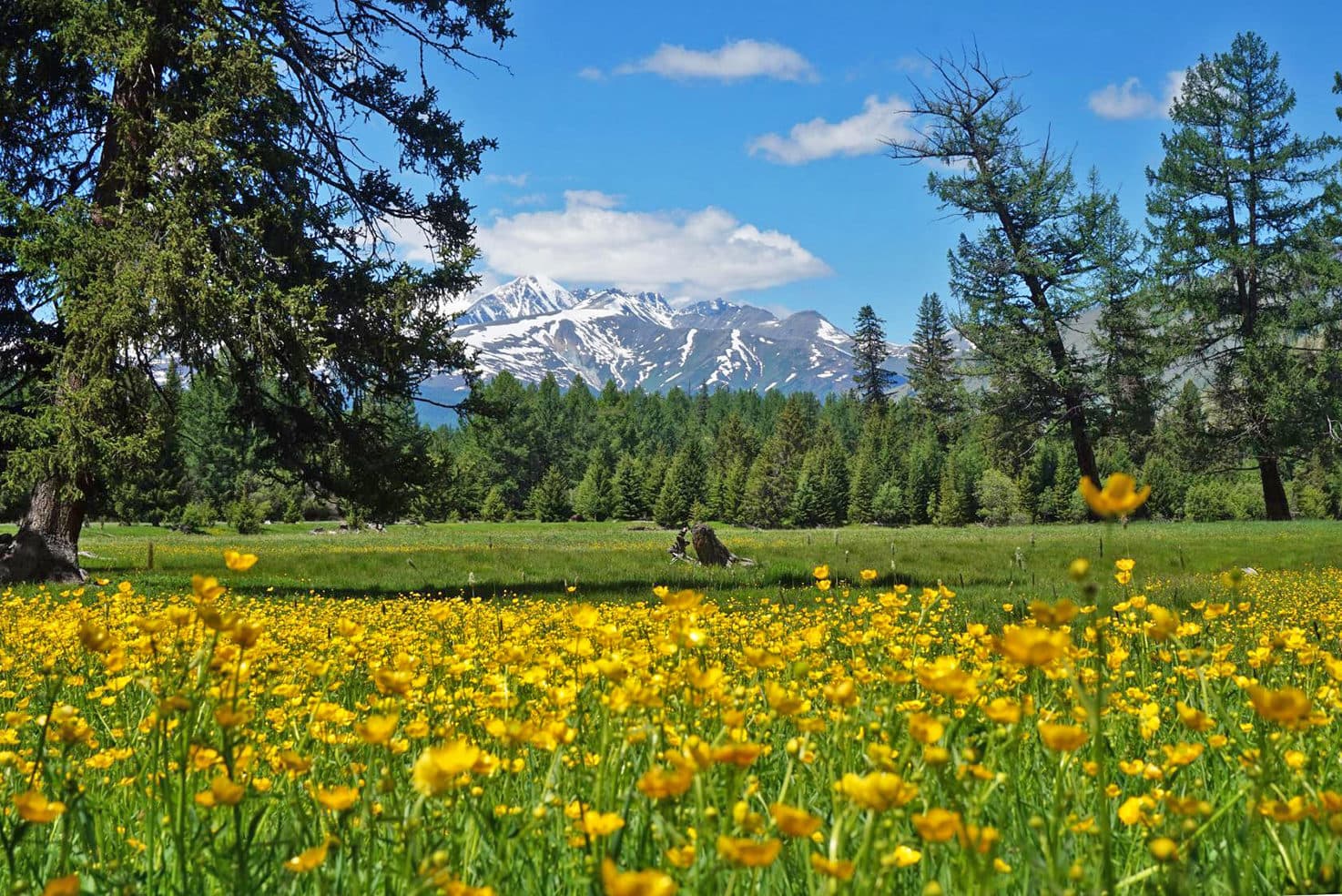 "Цветущий Алтай", экспресс-тур для ценителей красоты - фото 8